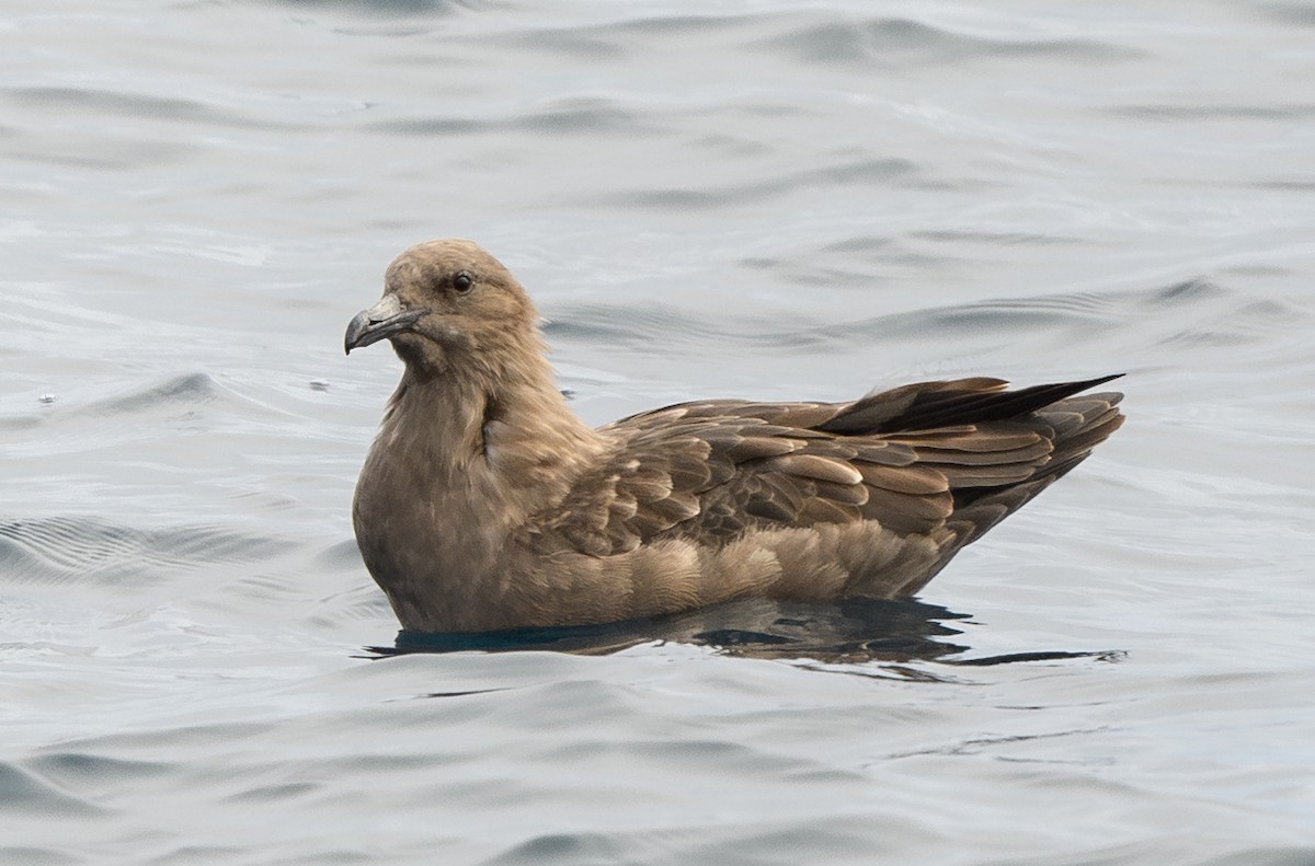 South Polar Skua - ML642274895