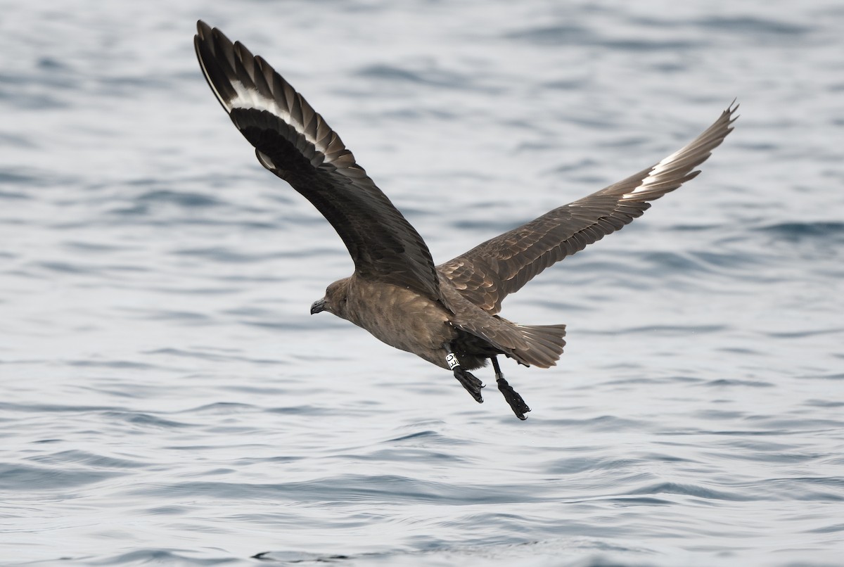 South Polar Skua - ML642274900