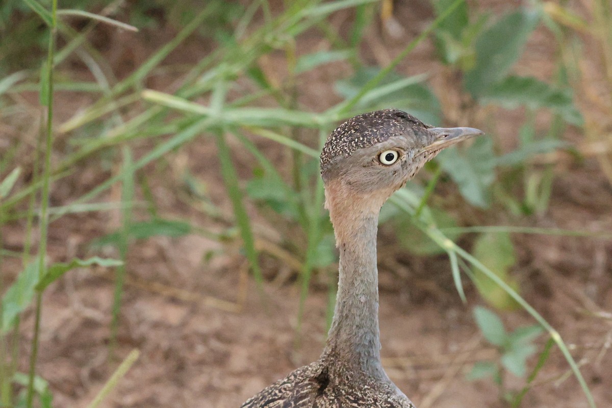 Buff-crested Bustard - ML642274901