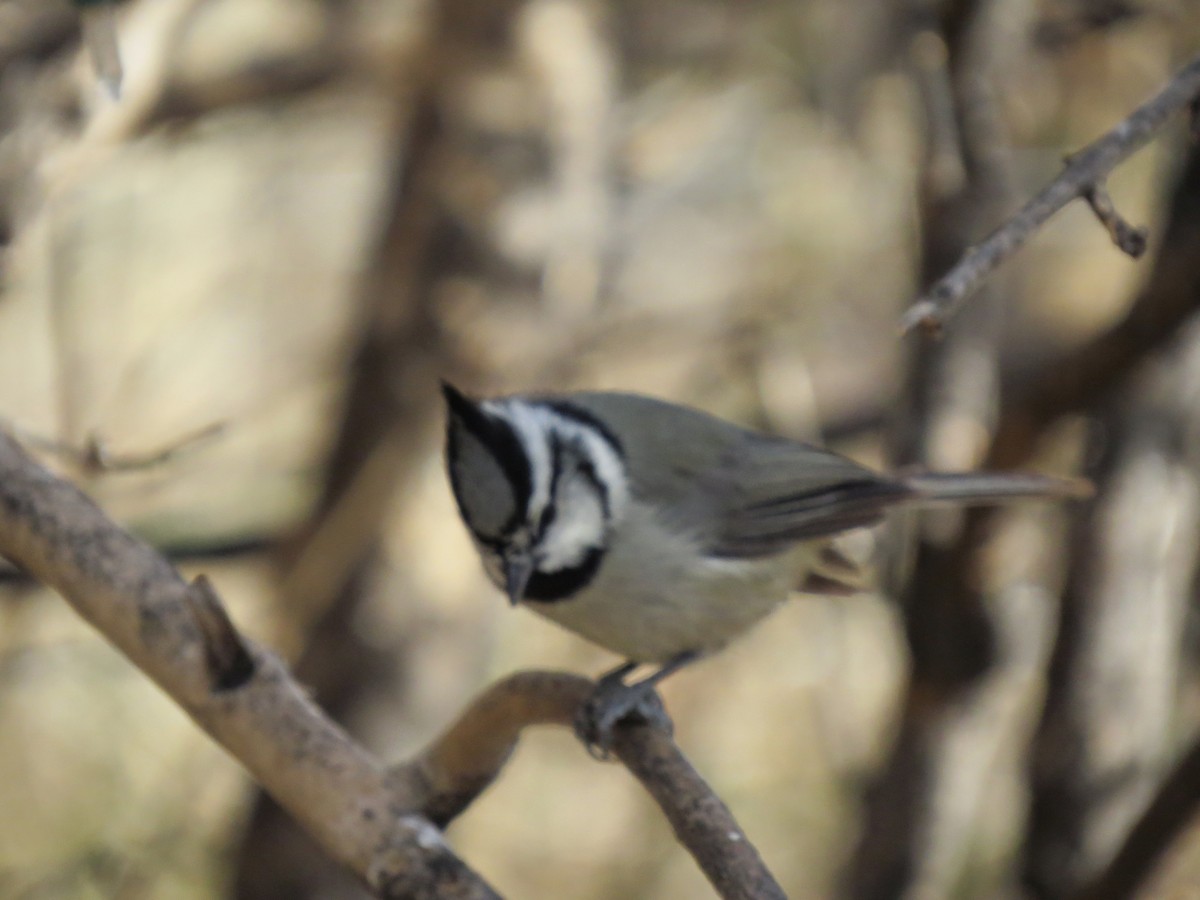 Bridled Titmouse - ML642274905