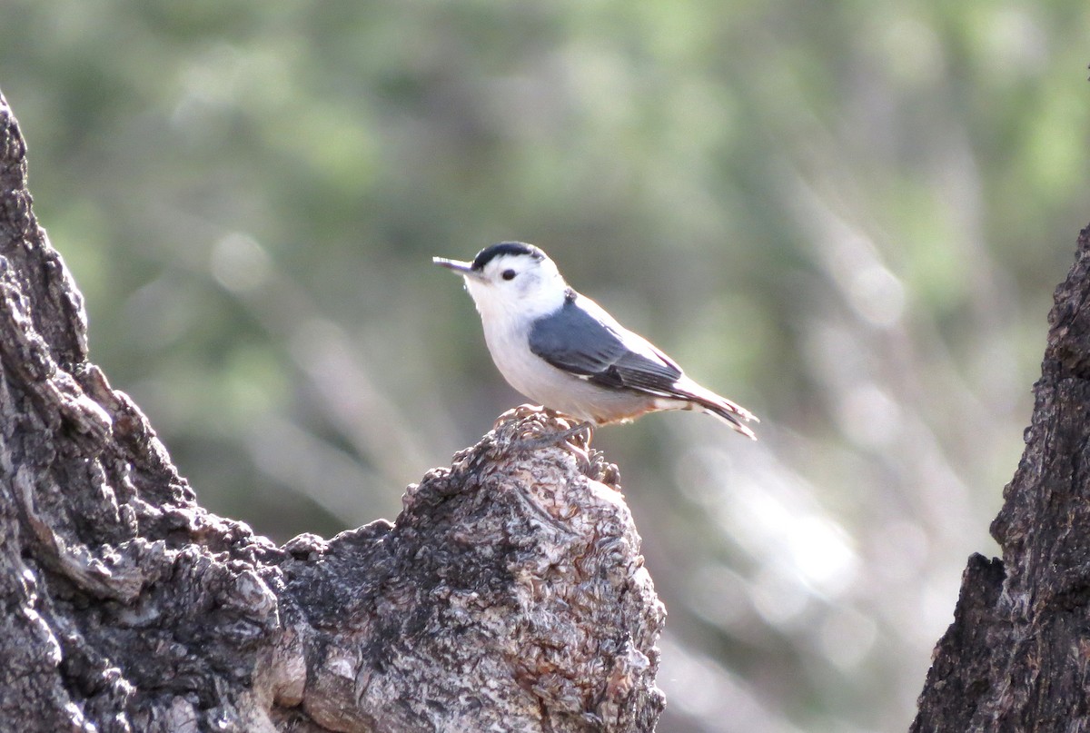 White-breasted Nuthatch - ML642274909