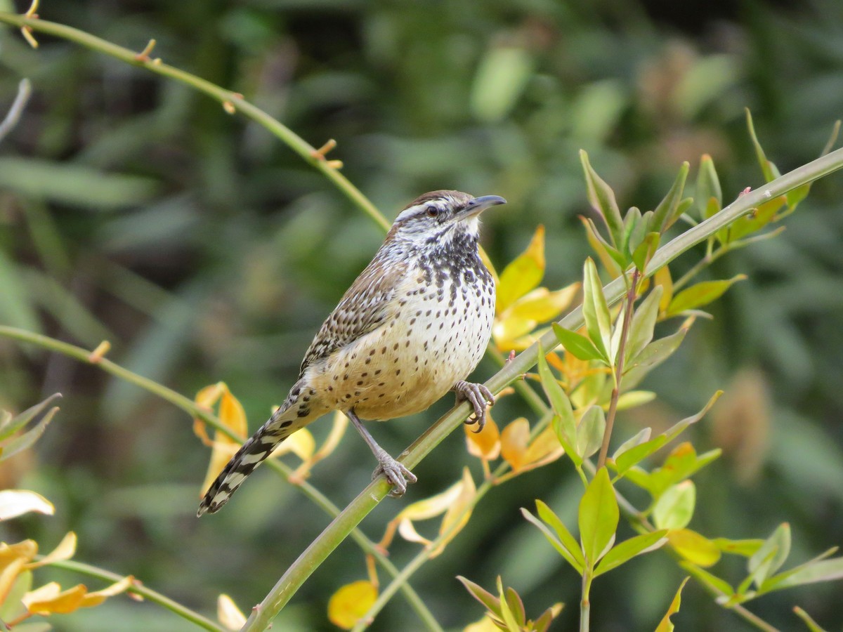 Cactus Wren - ML642274919