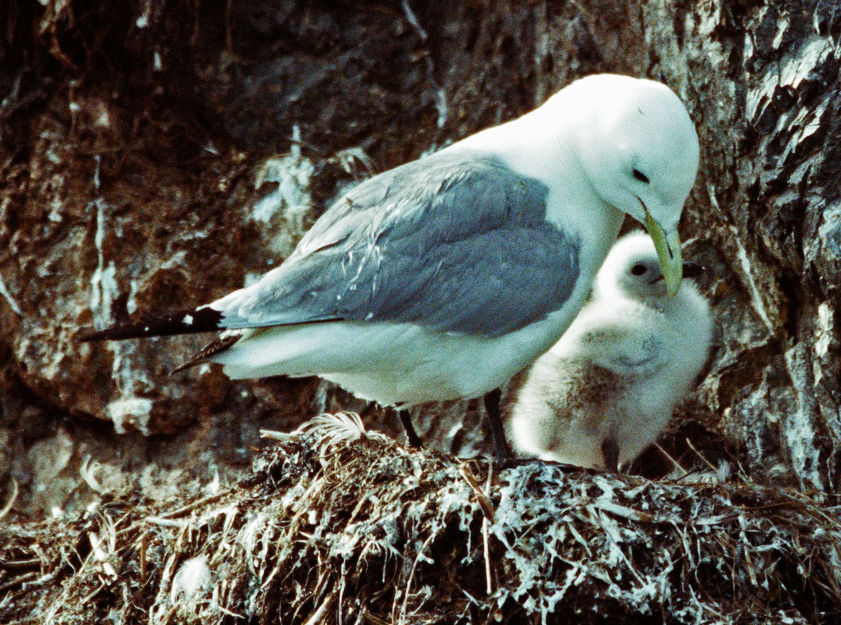 Black-legged Kittiwake - ML642274926