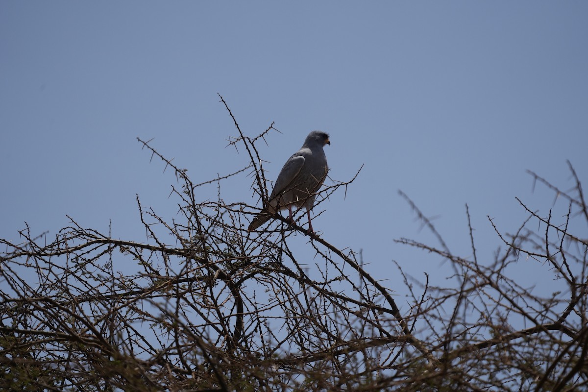 Eastern Chanting-Goshawk - ML642274935