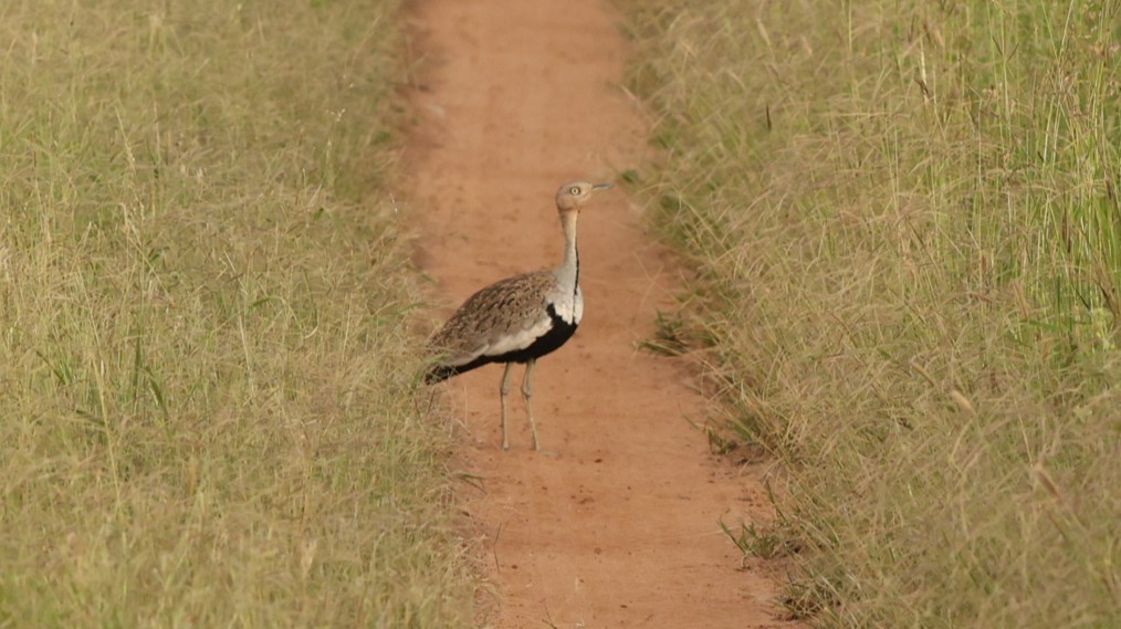 Buff-crested Bustard - ML642274943
