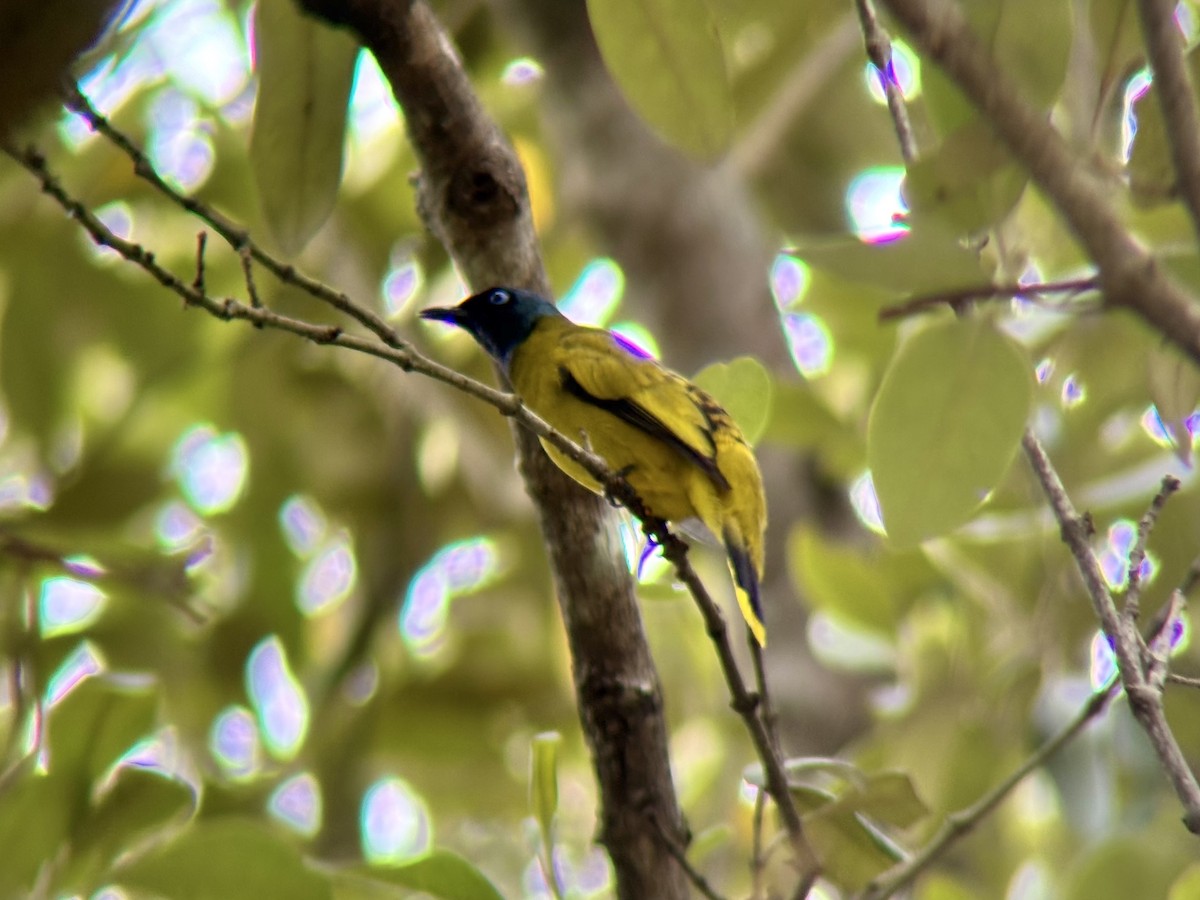 Black-headed Bulbul - ML642274945