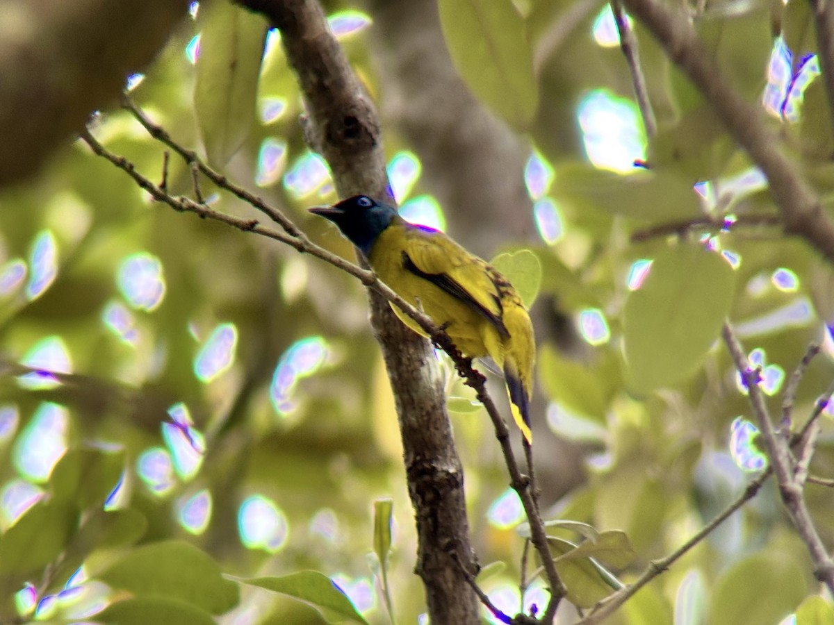 Black-headed Bulbul - ML642274946