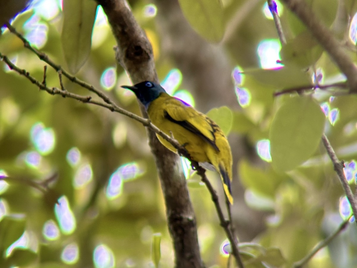 Black-headed Bulbul - ML642274947