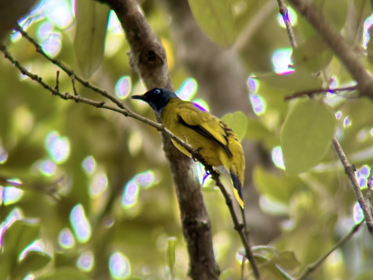 Black-headed Bulbul - ML642274948