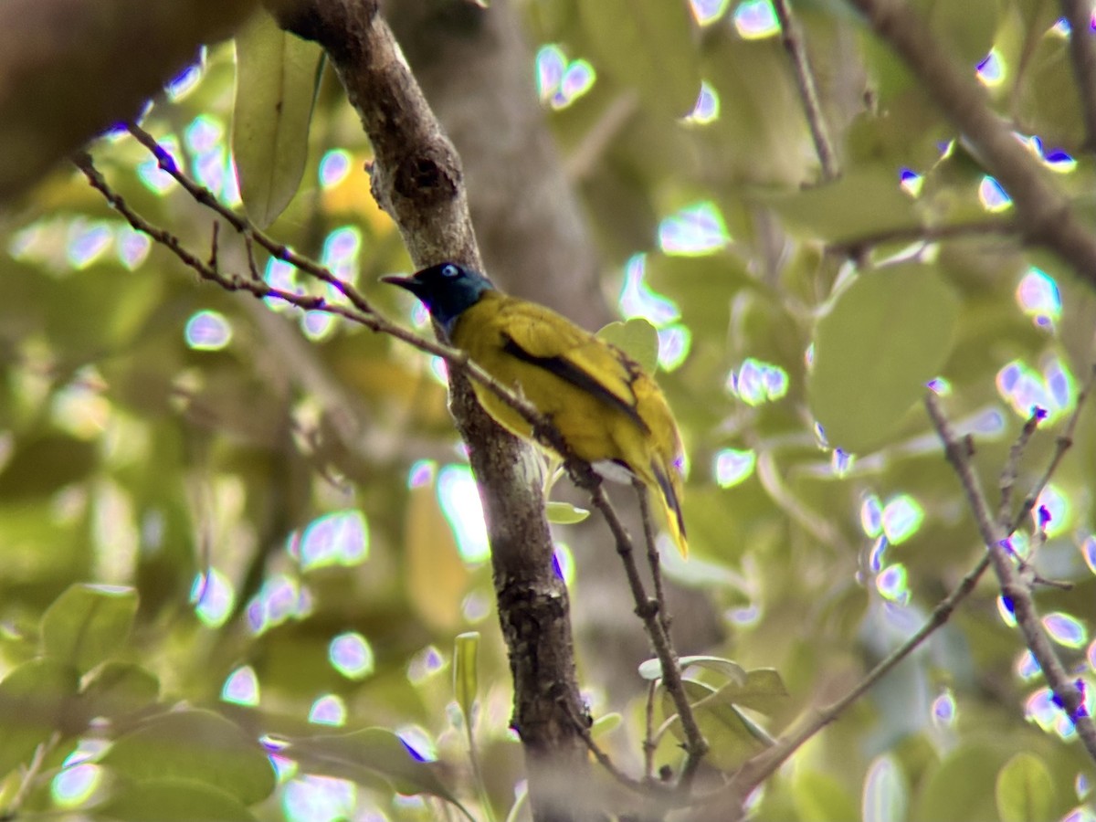 Black-headed Bulbul - ML642274949