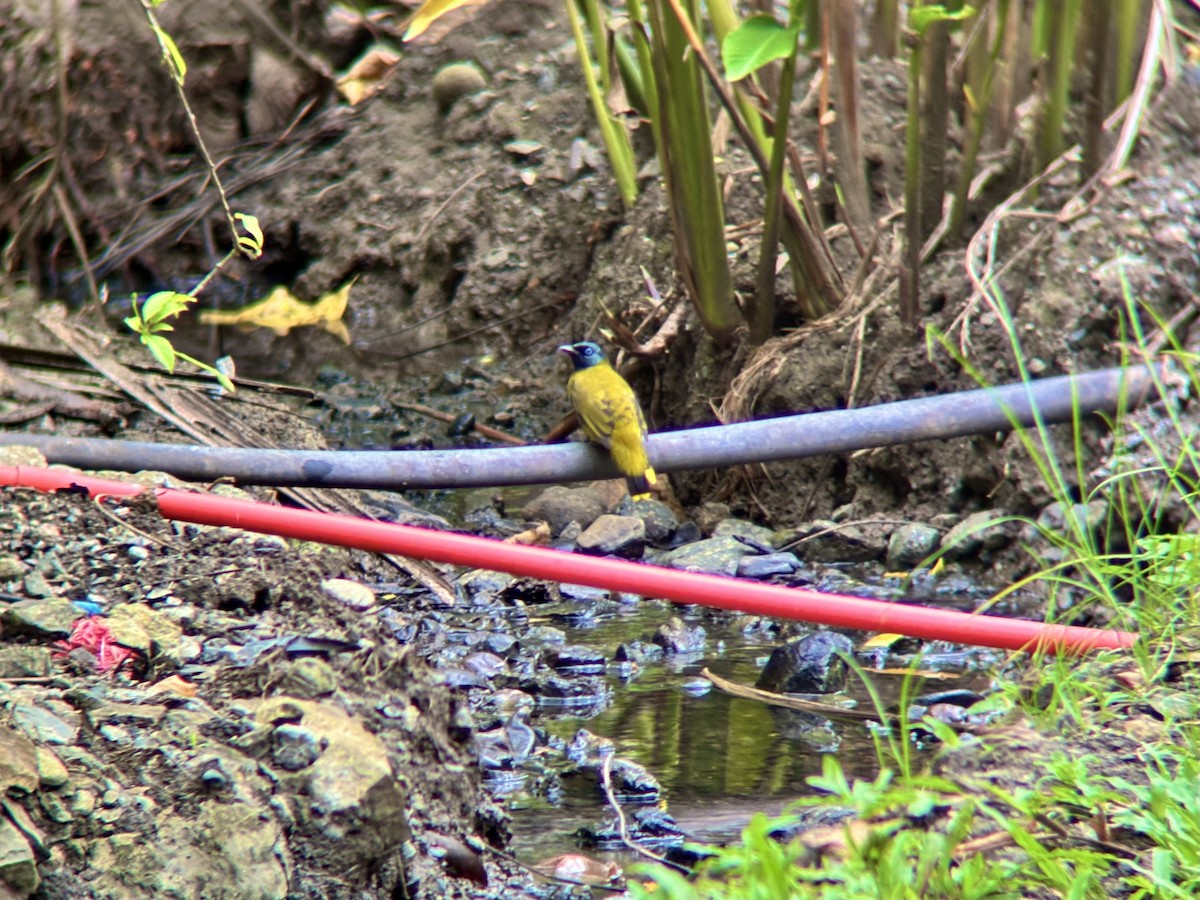 Black-headed Bulbul - ML642274958