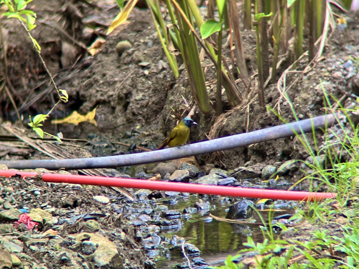 Black-headed Bulbul - ML642274959