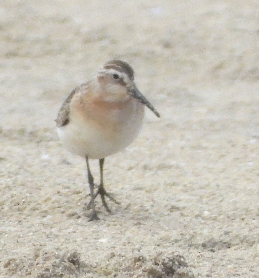 Curlew Sandpiper - ML642274971