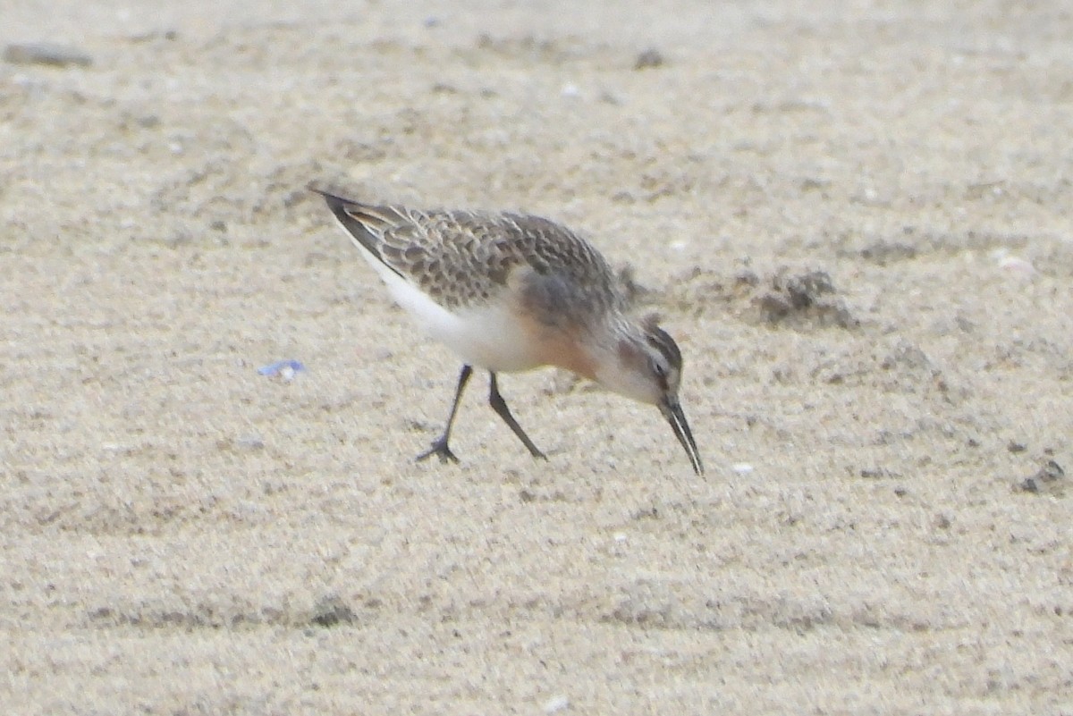 Curlew Sandpiper - ML642274973