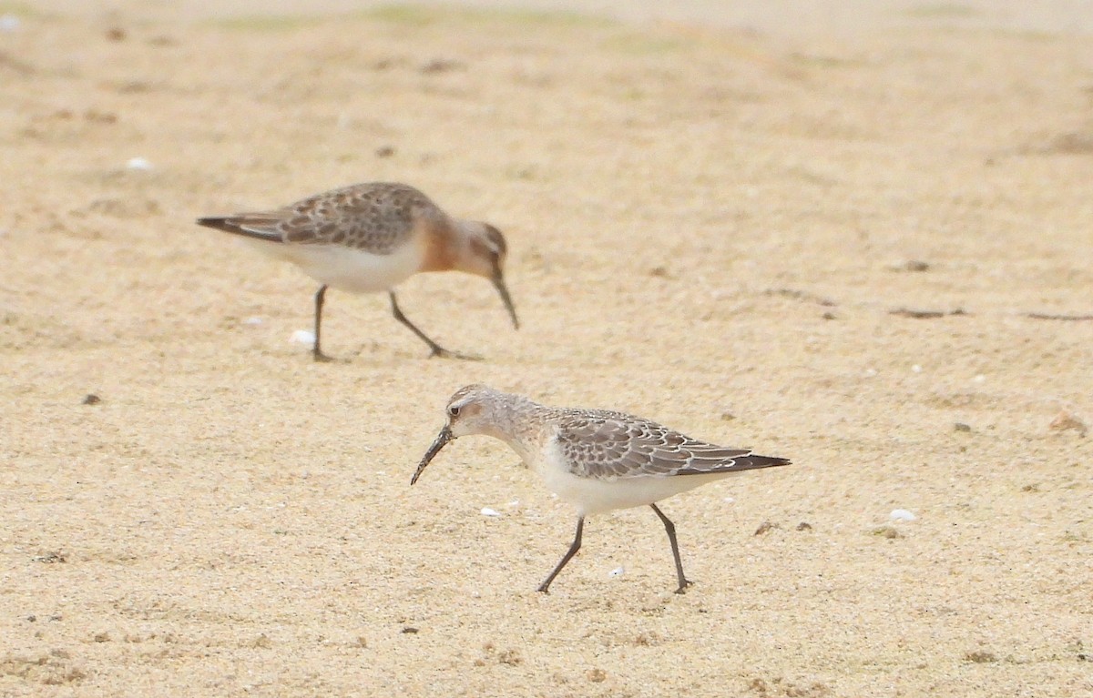 Curlew Sandpiper - ML642274974