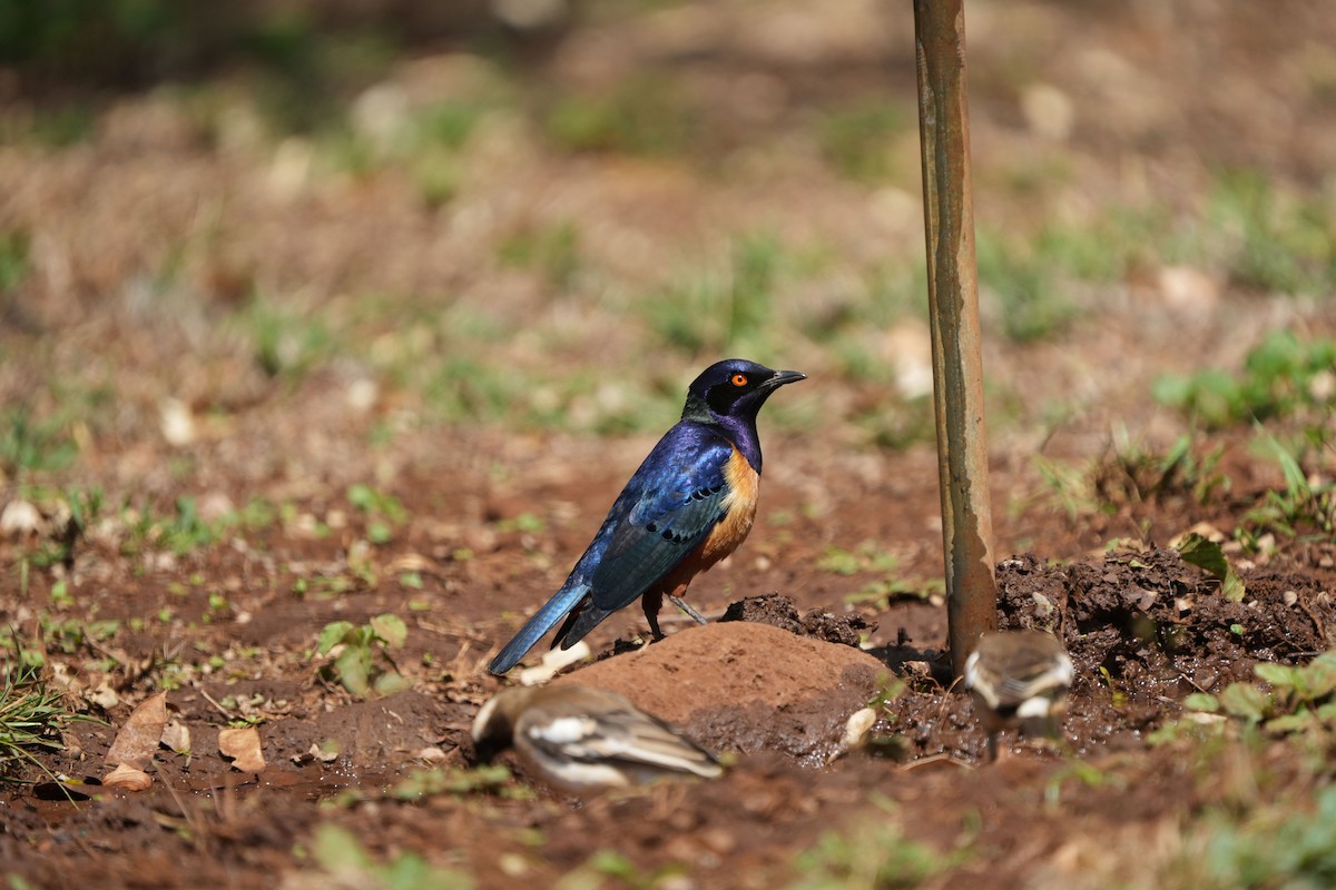 Hildebrandt's Starling - ML642274995