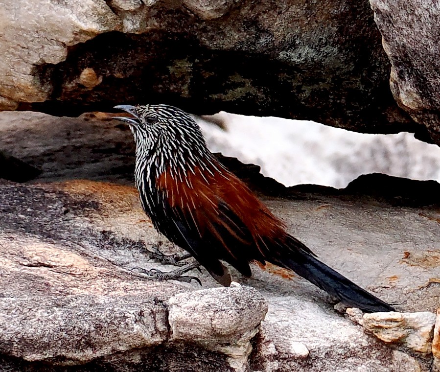 Black Grasswren - ML642275009