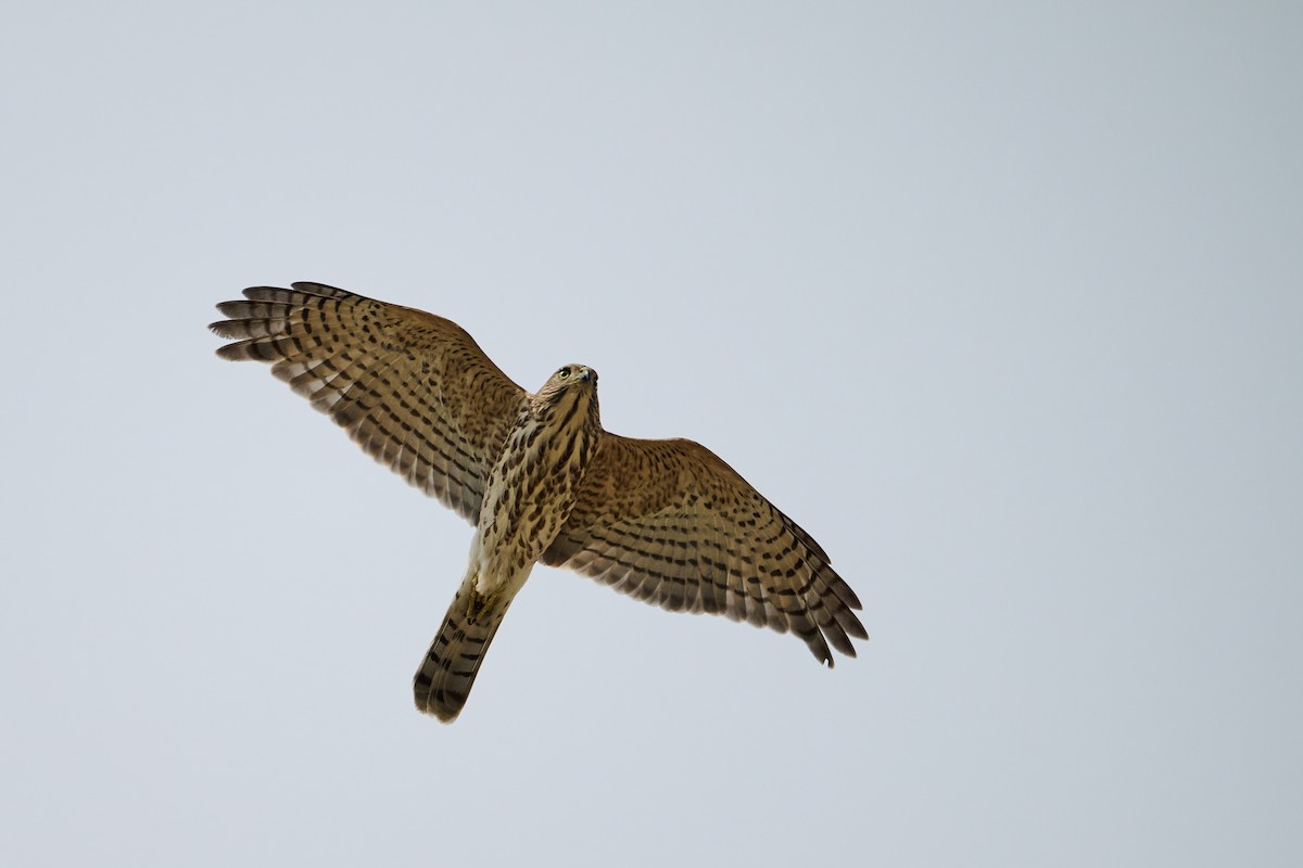 Shikra - ML642275020