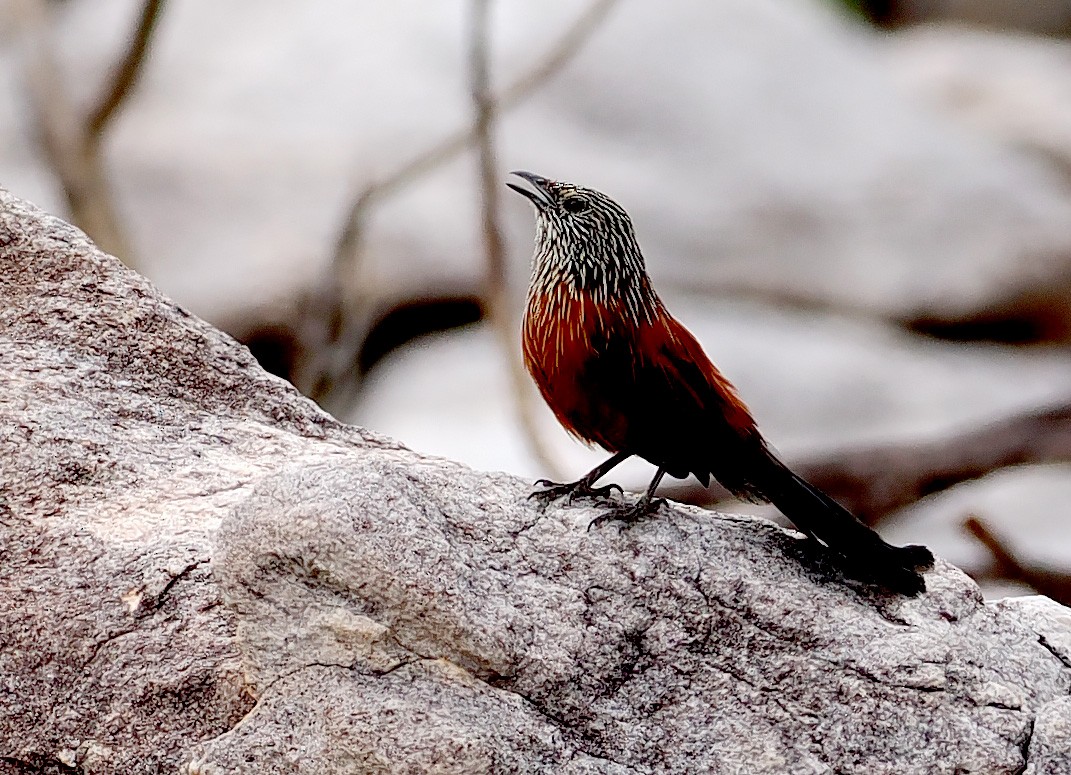 Black Grasswren - ML642275024