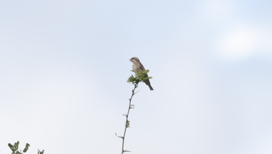 Reichenow's Seedeater - ML642275027