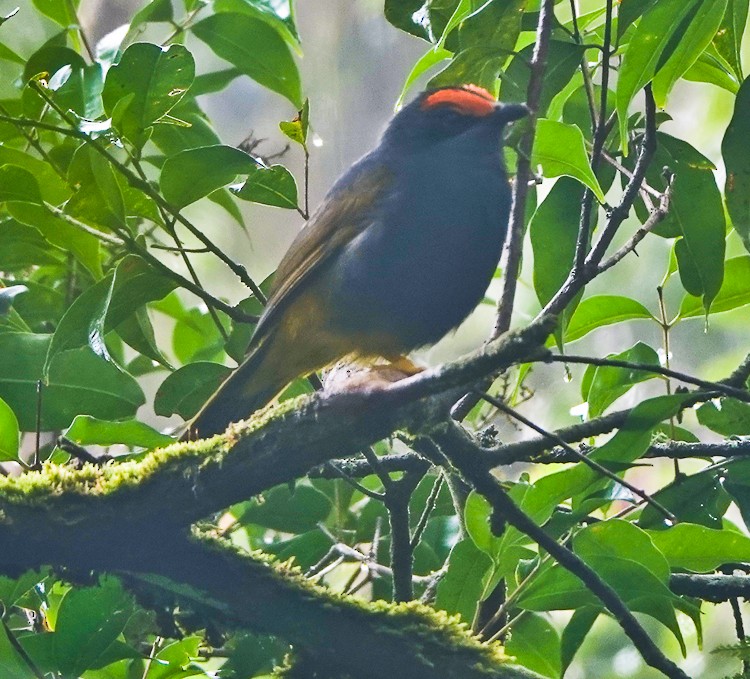 アカマユムクドリ - ML642275039