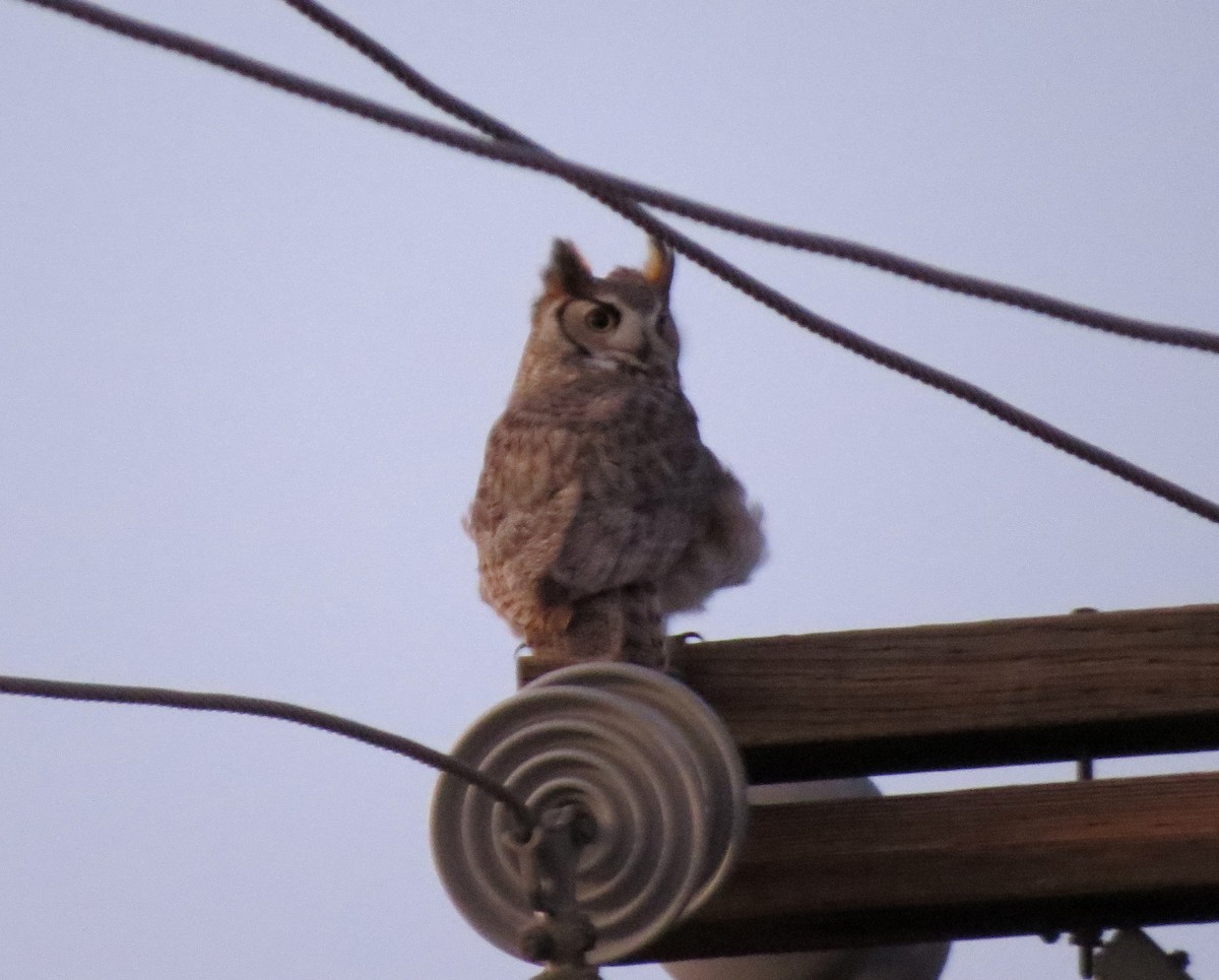 Great Horned Owl - ML642275045