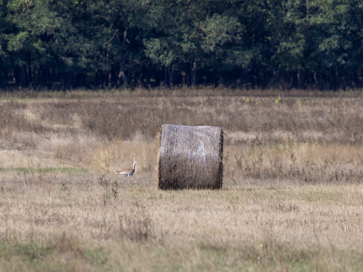 Great Bustard - ML642275046