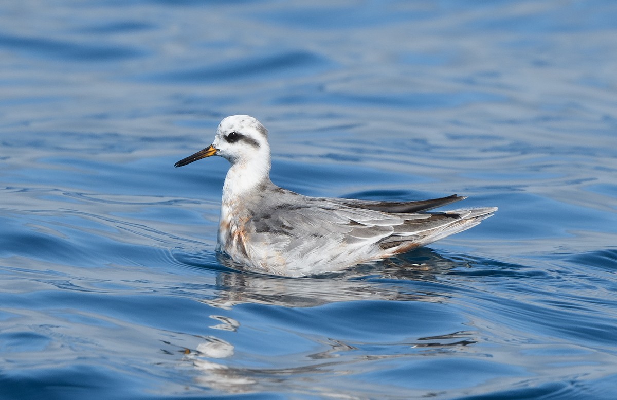 polarsvømmesnipe - ML642275055