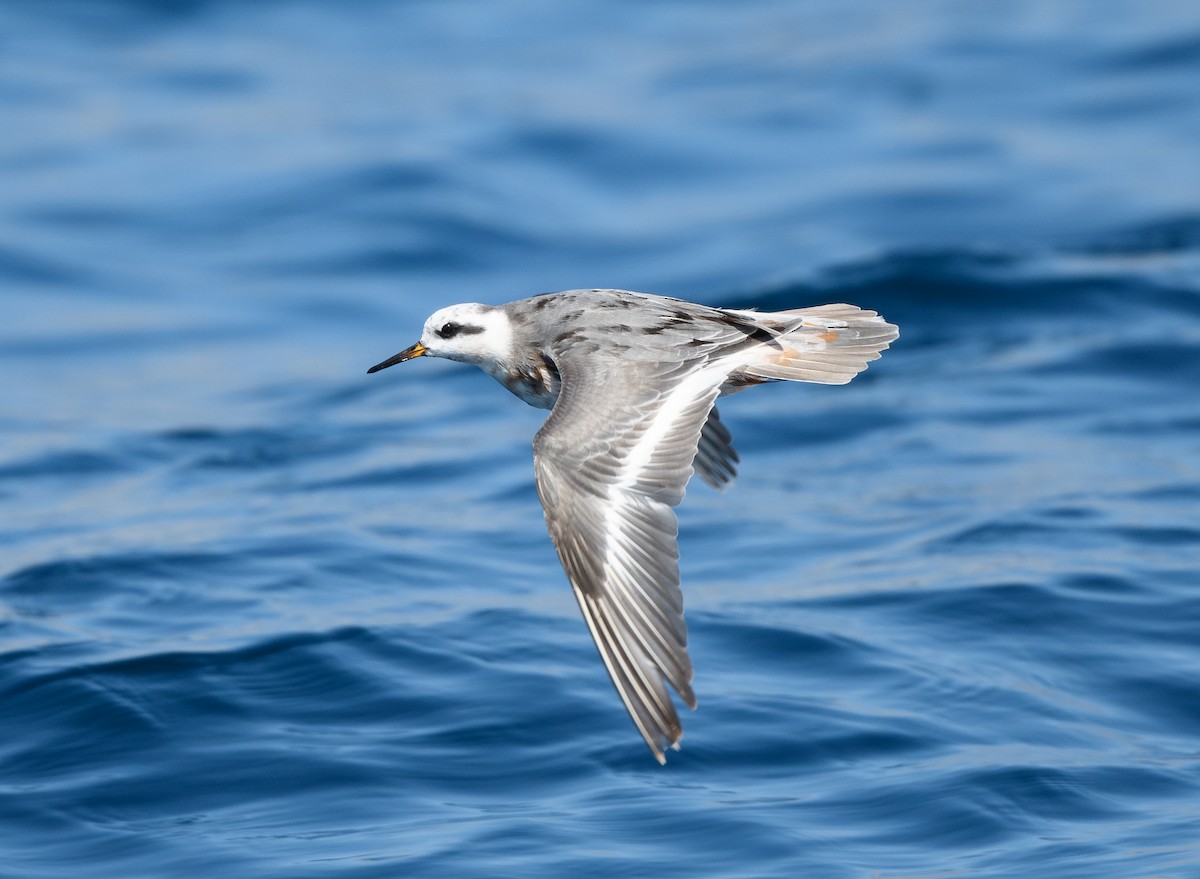 polarsvømmesnipe - ML642275056