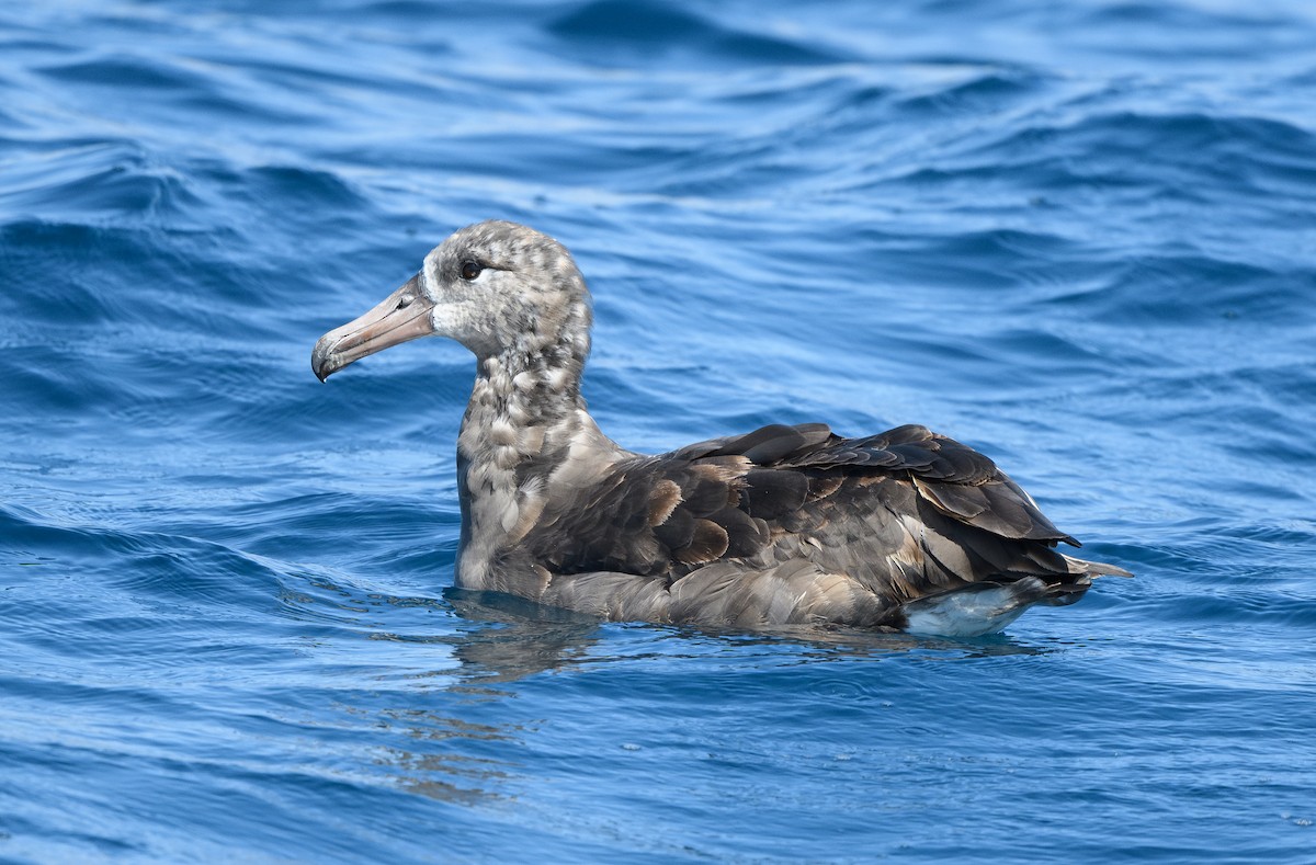 Black-footed Albatross - ML642275064