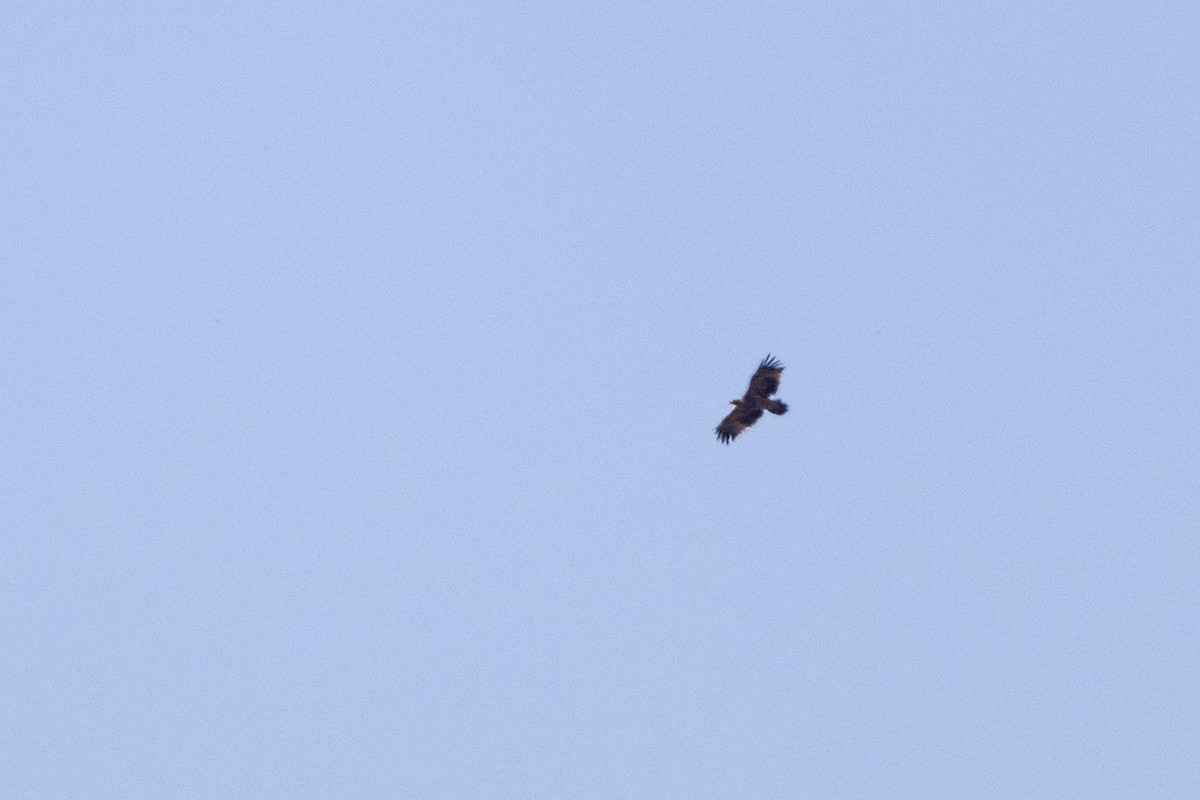 Águila Imperial Oriental - ML642275077