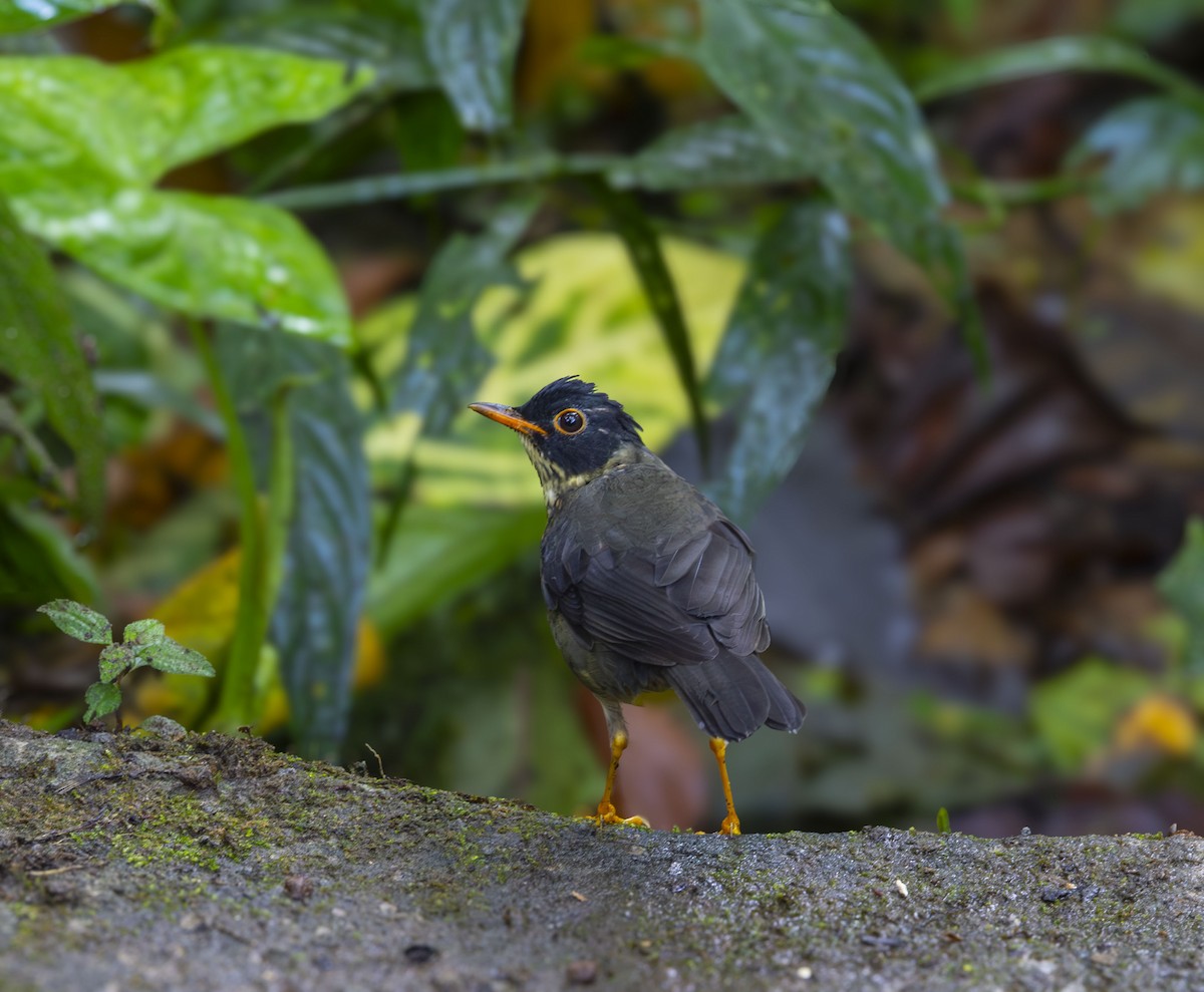 Speckled Nightingale-Thrush - ML642275082