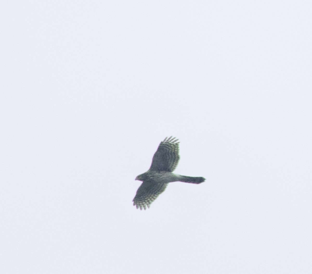 Cooper's Hawk - ML642275084