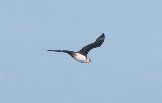 Parasitic Jaeger - ML642275086