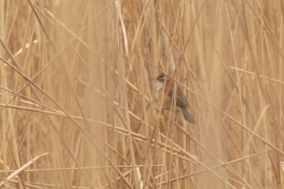 Moustached Warbler - ML642275087