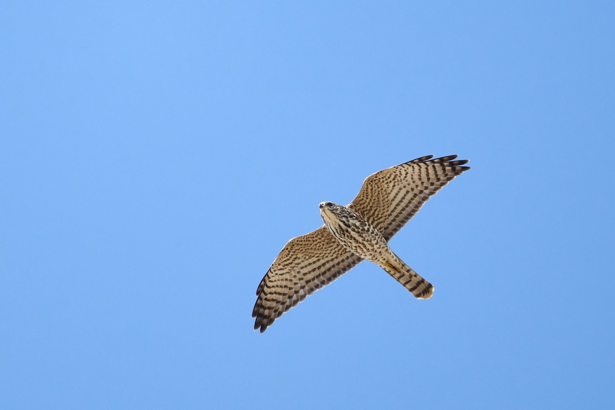 Levant Sparrowhawk - ML642275104