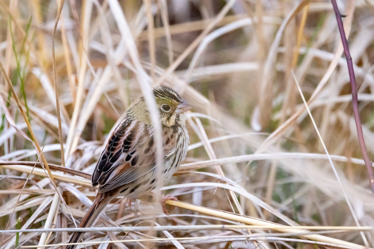Henslow's Sparrow - ML642275121