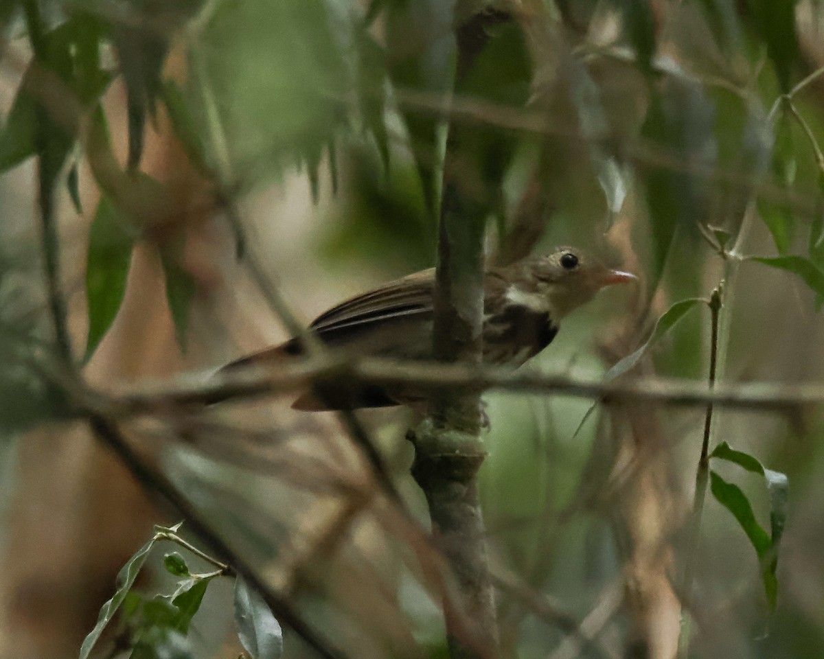 Southern Antpipit - ML642275140