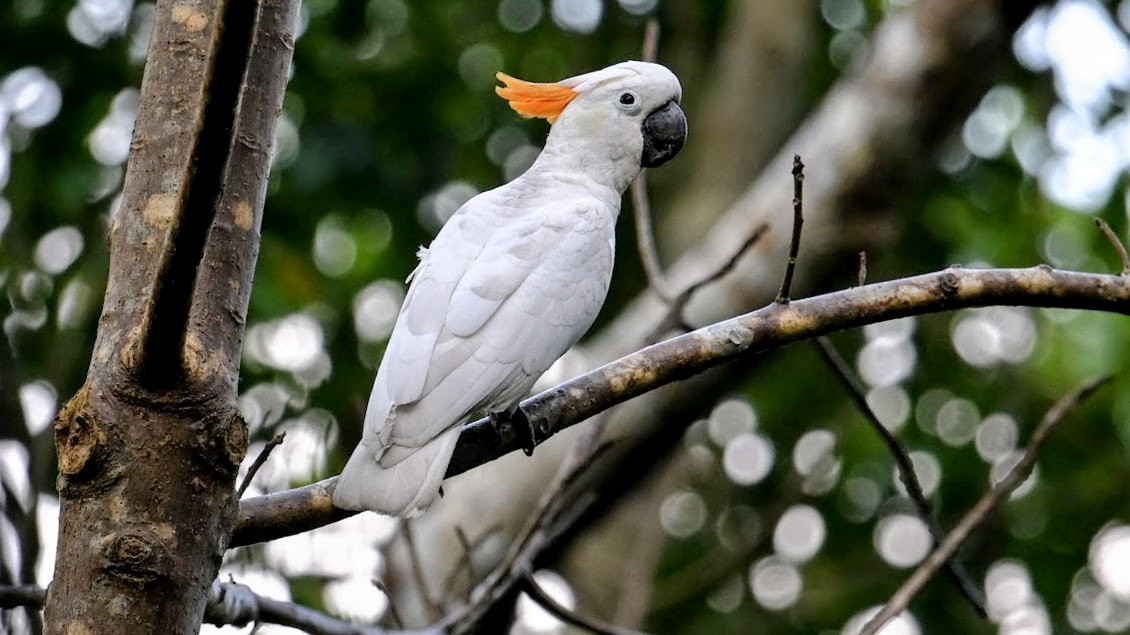 Cacatúa de Sumba - ML642275156