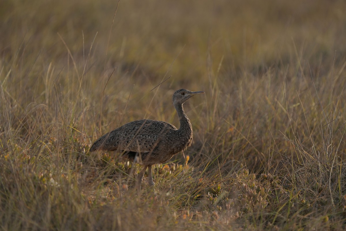 Hartlaub's Bustard - ML642275167