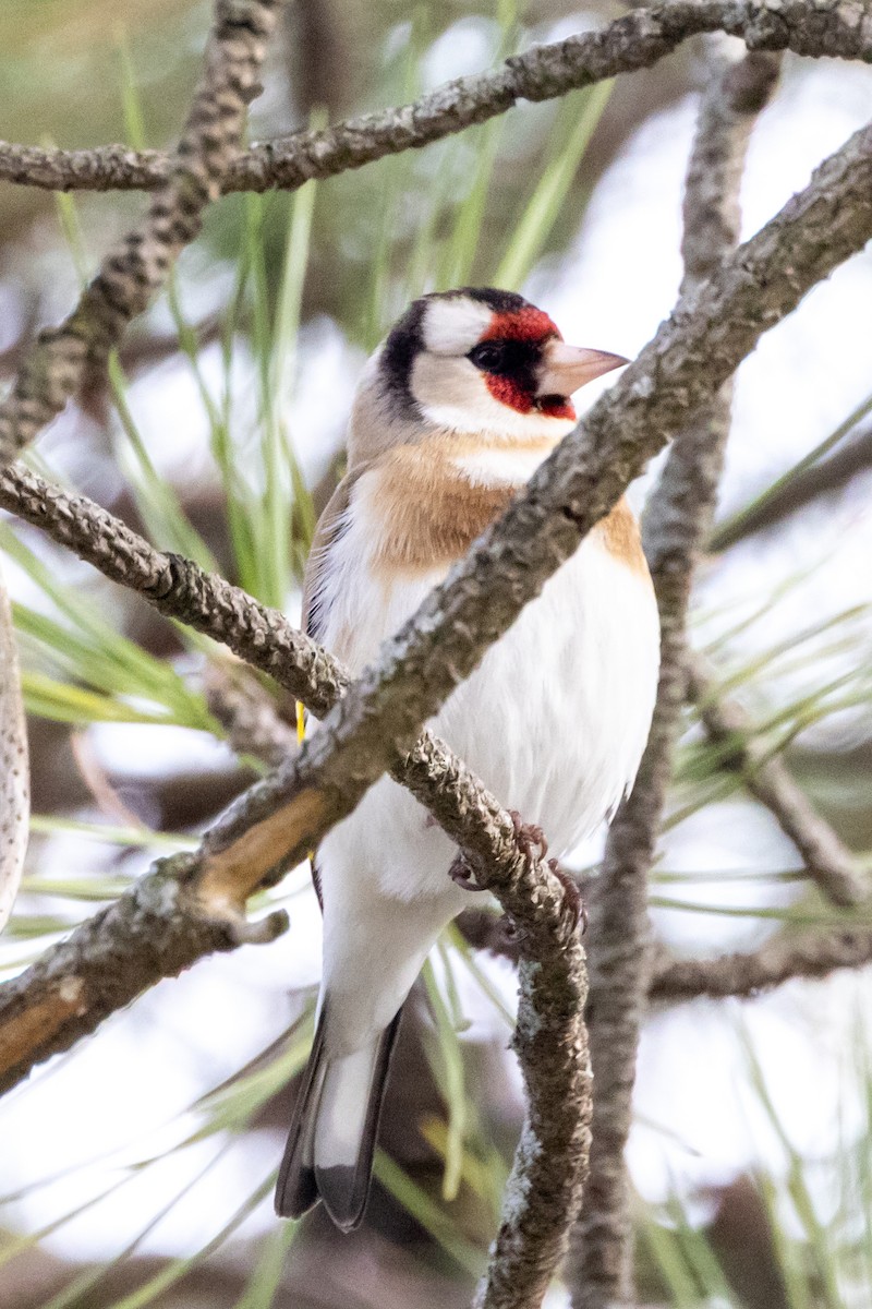European Goldfinch - ML642275178