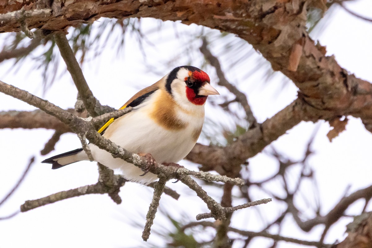 European Goldfinch - ML642275179