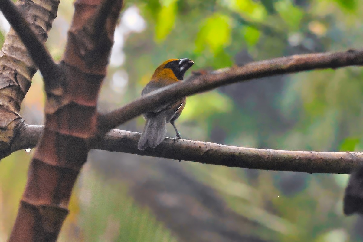 Black-faced Grosbeak - ML642275187
