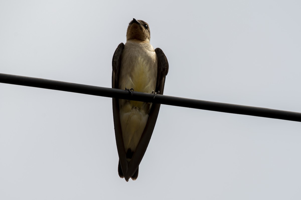 Southern Rough-winged Swallow - ML642275223