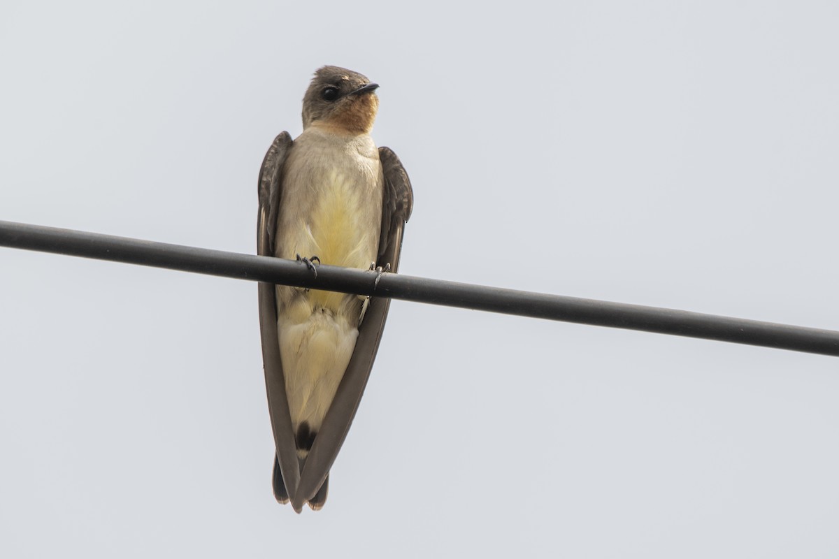 Southern Rough-winged Swallow - ML642275224