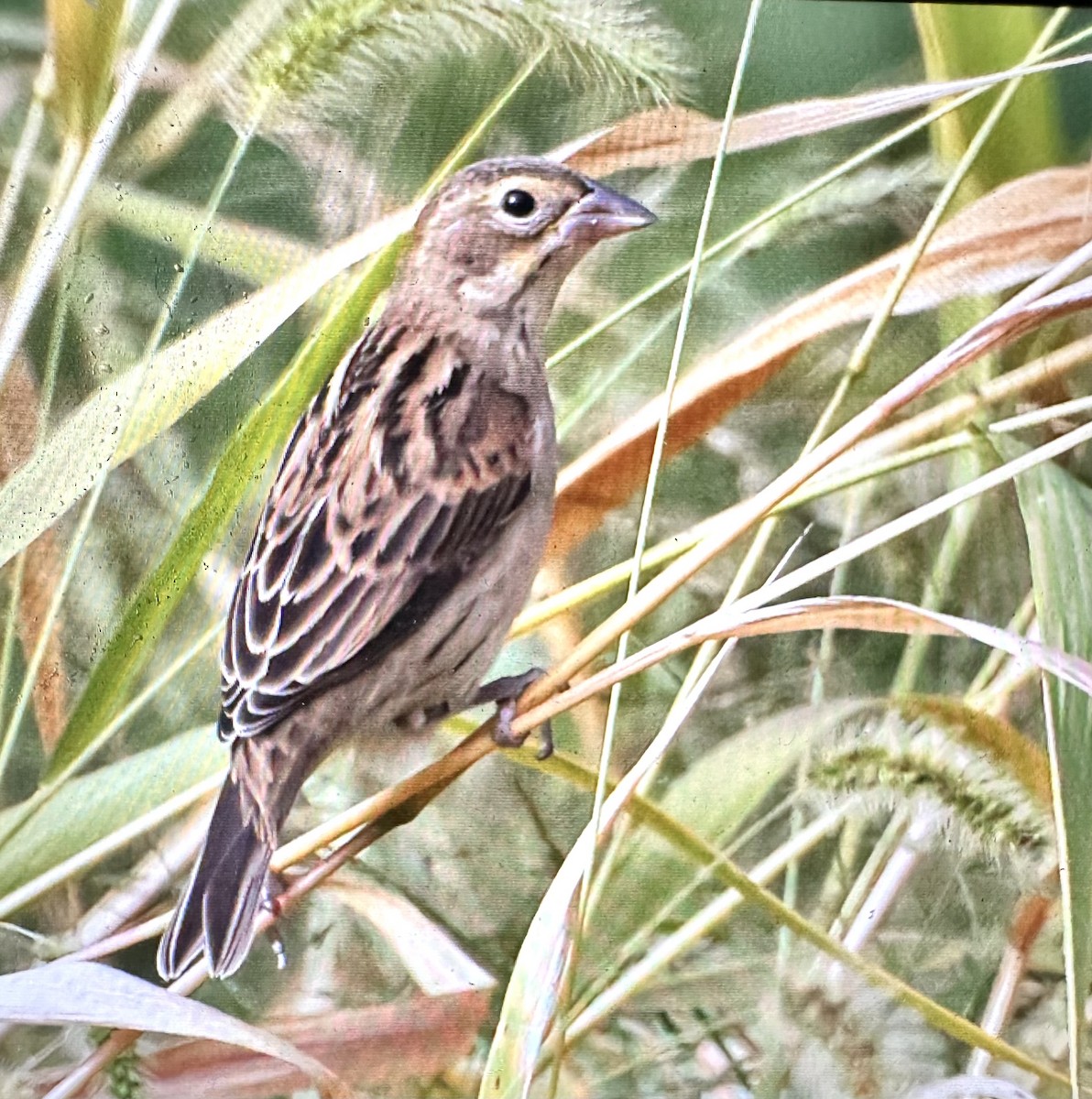Dickcissel - ML642275256