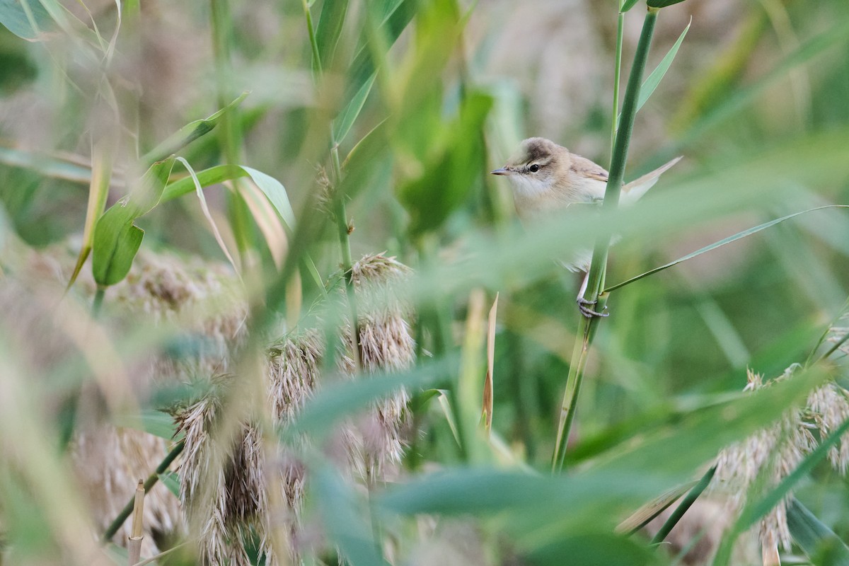 Paddyfield Warbler - ML642275258