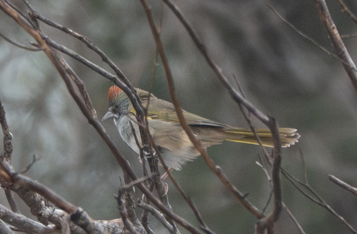 Green-tailed Towhee - ML642275276