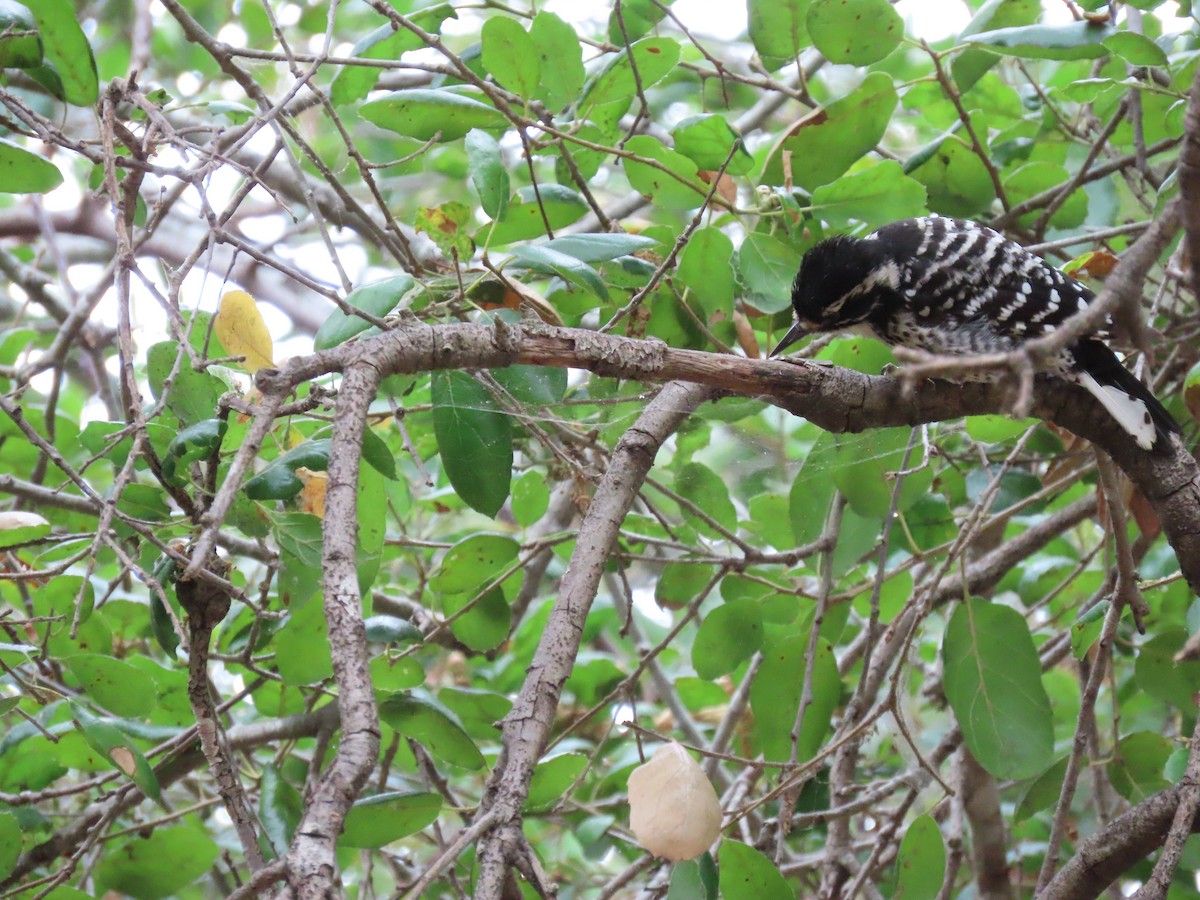Nuttall's Woodpecker - ML642275278