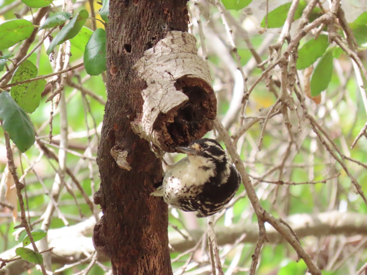 Nuttall's Woodpecker - ML642275282